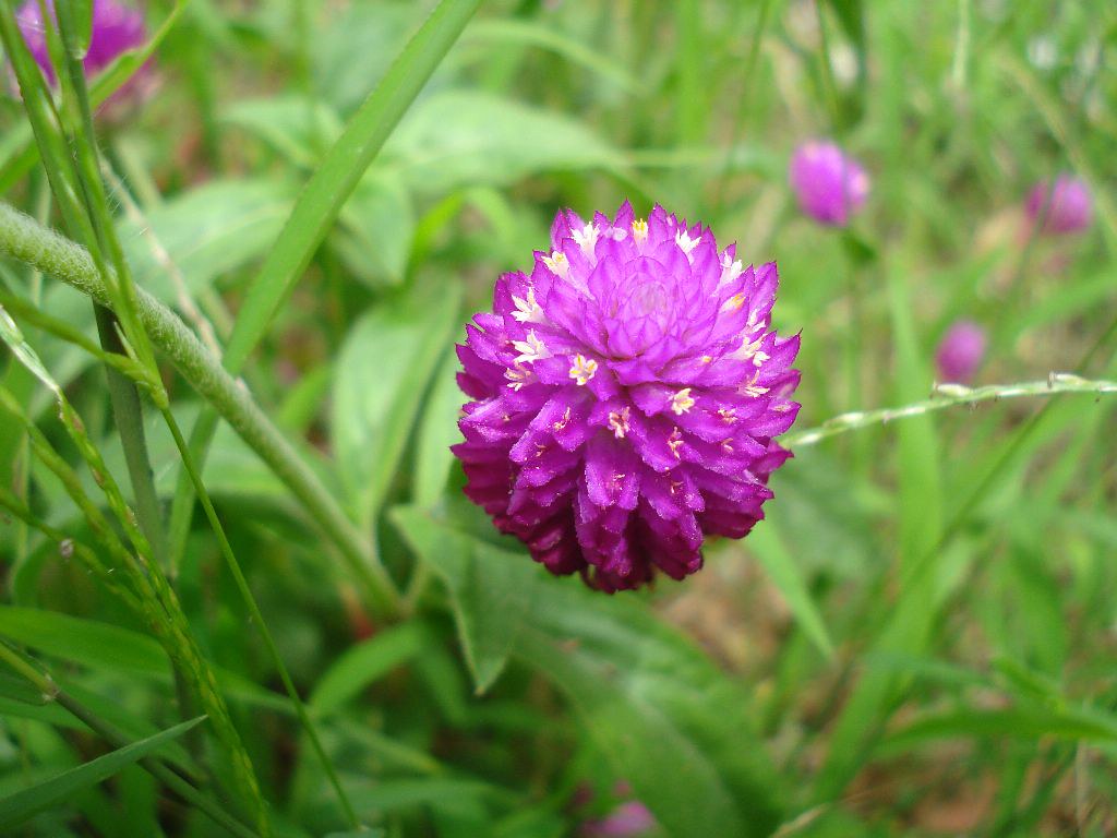 ICAR-Directorate of Floricultural Research