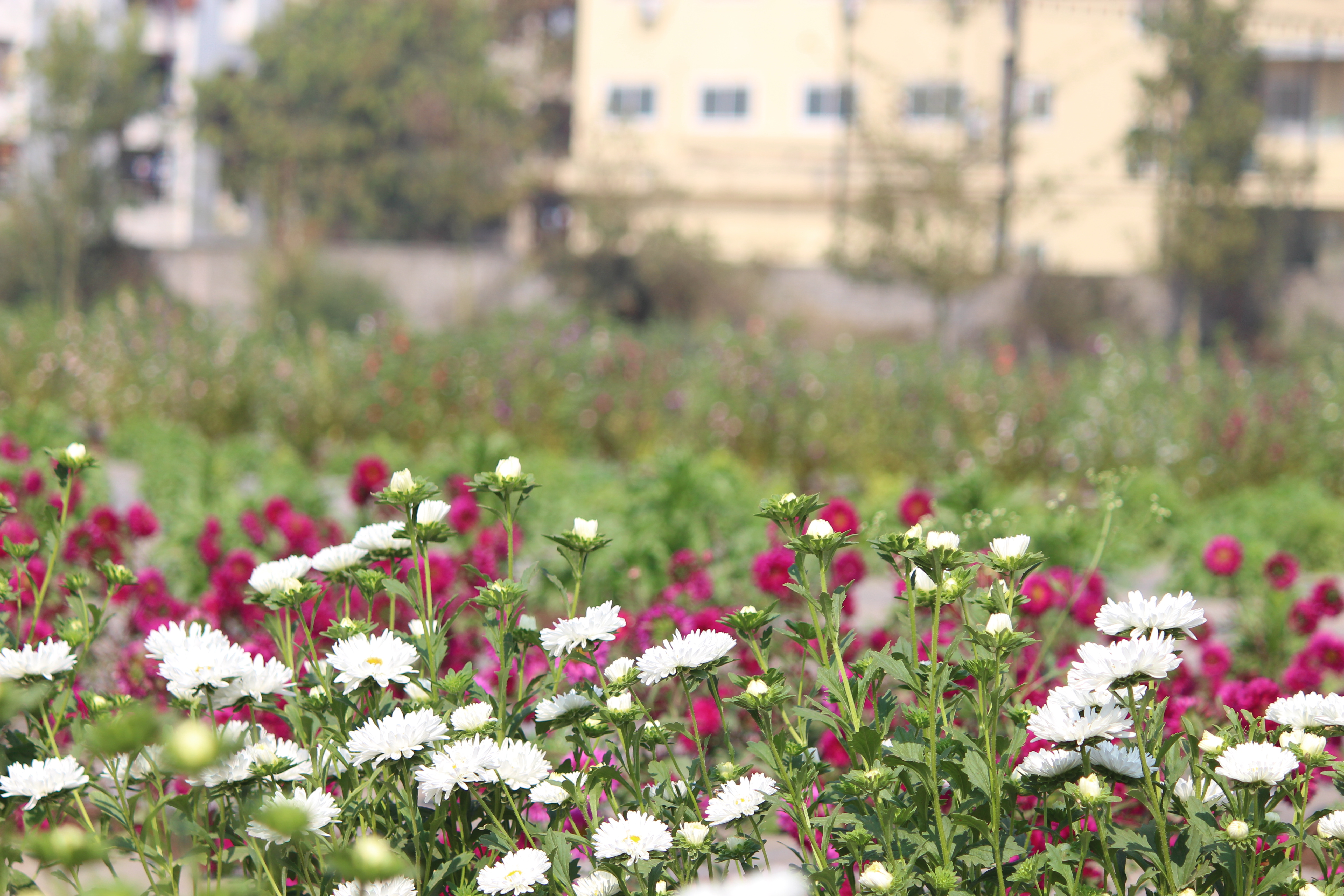 ICAR-Directorate of Floricultural Research