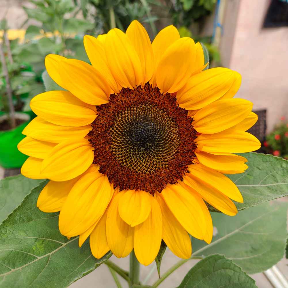 ICAR-Directorate of Floricultural Research