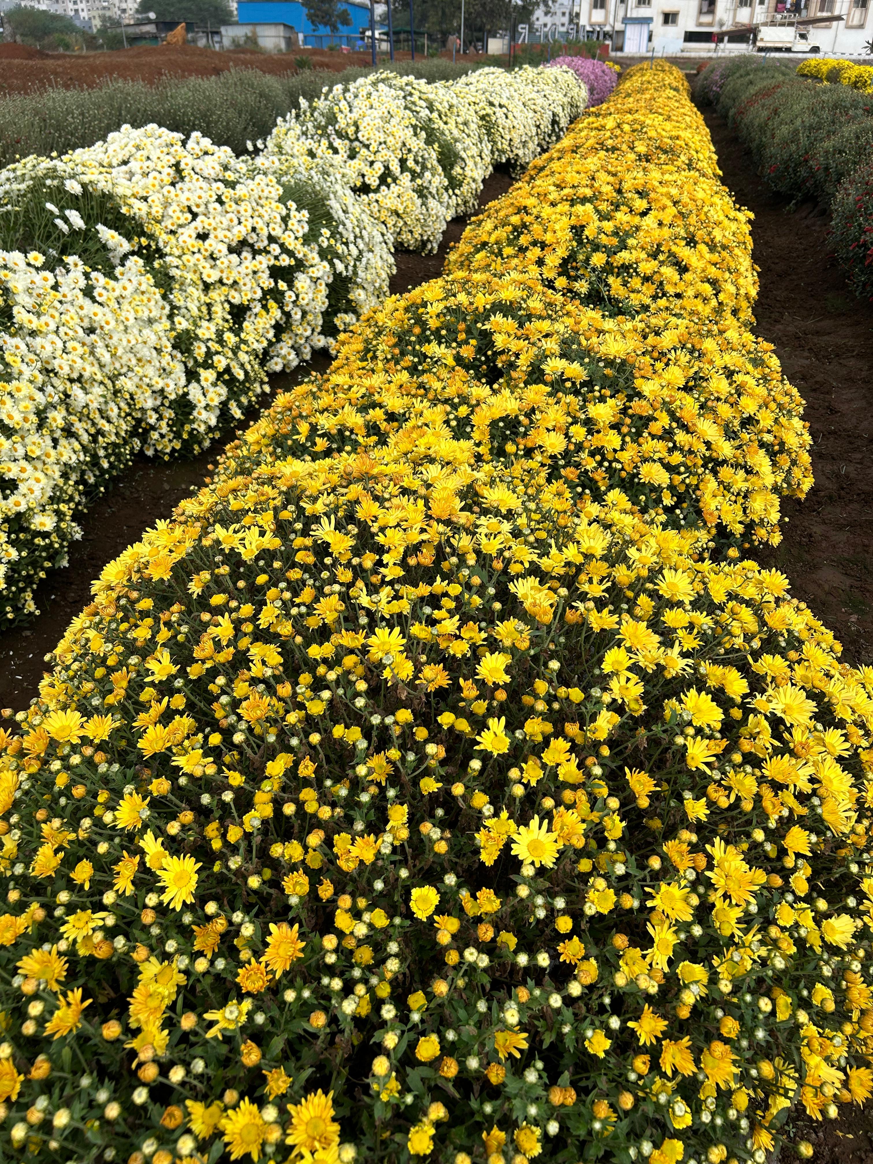 ICAR-Directorate of Floricultural Research